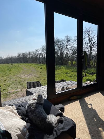 A small dog sitting in front of a floor to ceiling windows in a tiny cabin looking out on a meadow